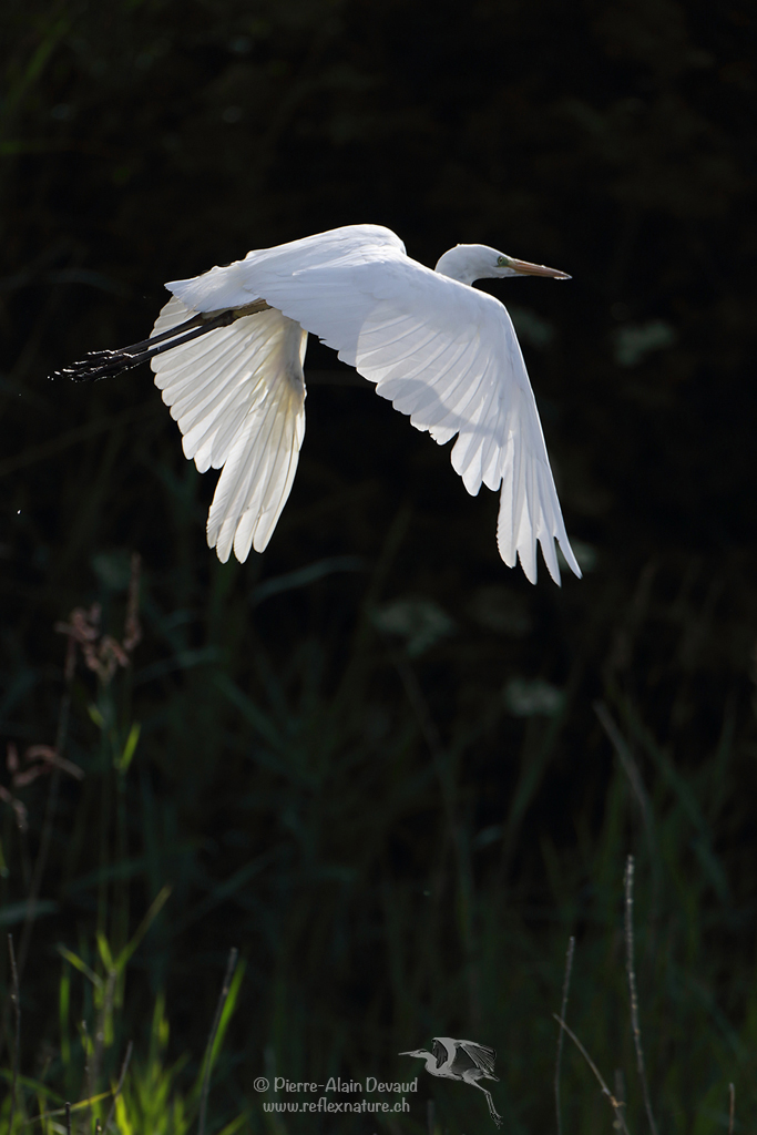Grande Aigrette - Ardea alba - Great egret