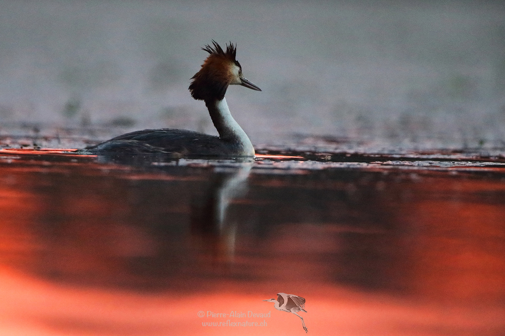 Grèbe huppé - Podiceps cristatus - Great crested grebe