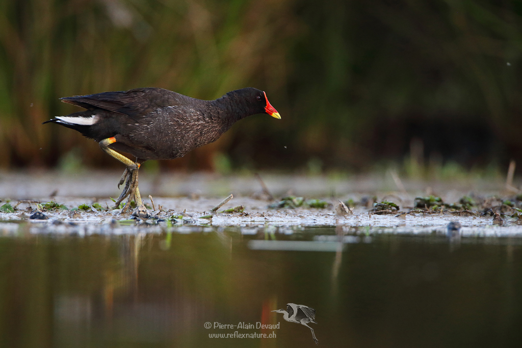 Gallinule poule d'eau - Gallinula chloropus - Common moorhen