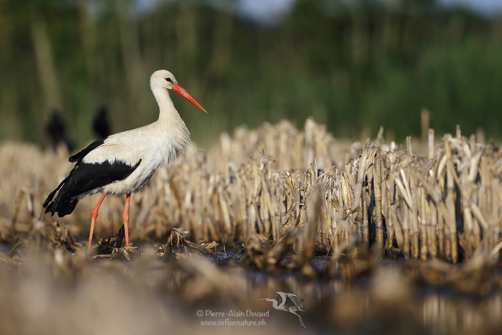 Cigogne blanche - Ciconia ciconia - White stork