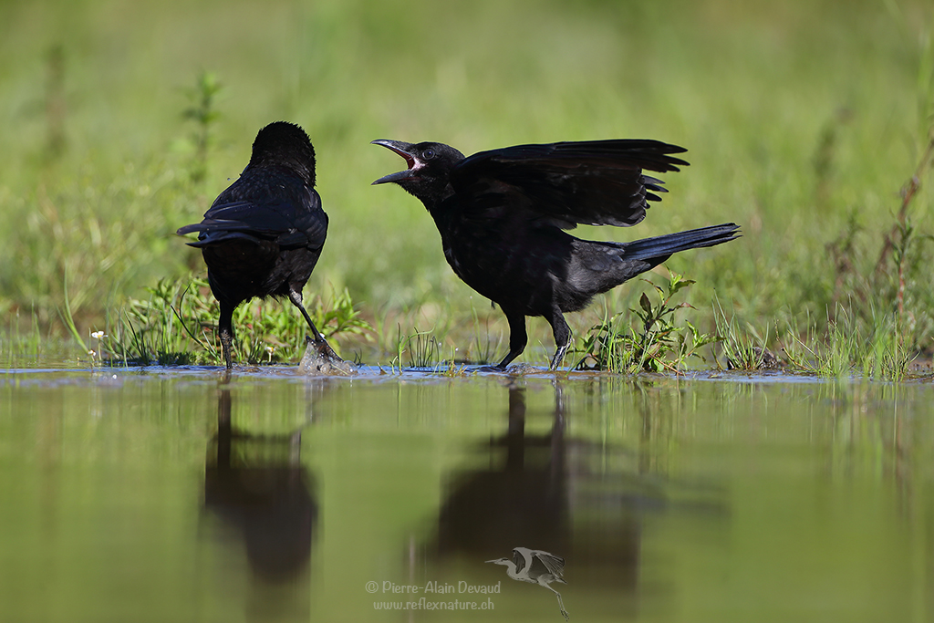 Corneille noire - Corvus corone - Carrion crow