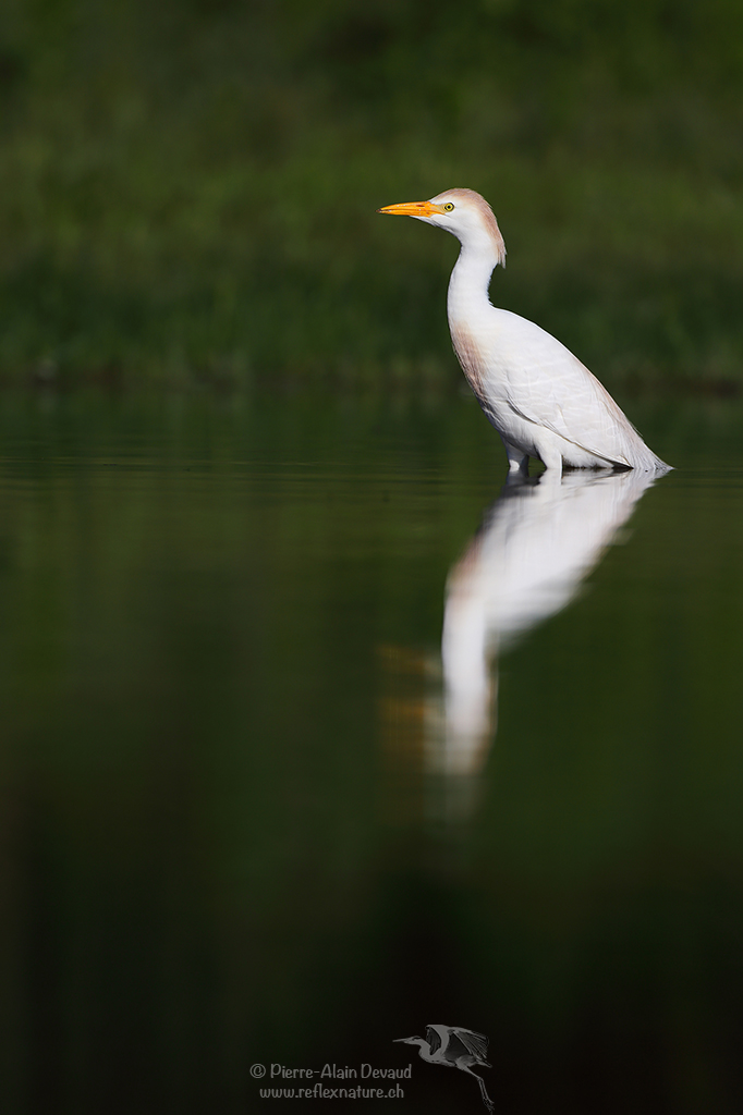 Héron garde-bœufs - Bubulcus ibis - Cattle egret