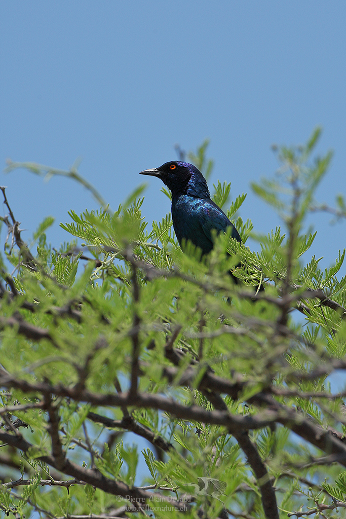 Rufipenne nabouroup - Onychognathus nabouroup - Pale-winged Starling