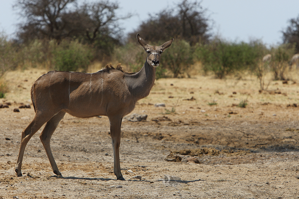 Koudou - Tragelaphus strepsiceros - Kudu