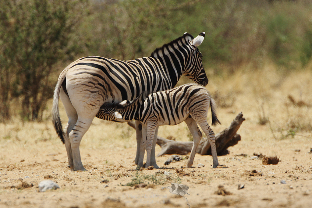 Zèbre des plaines - Equus burchellii - Plains zebra