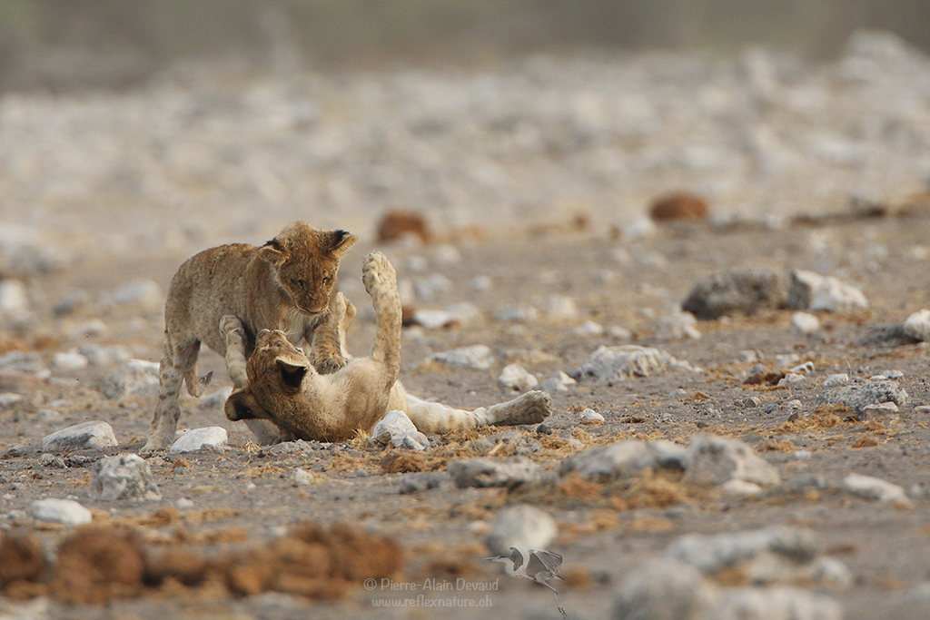 Lion - Panthera leo - Lion