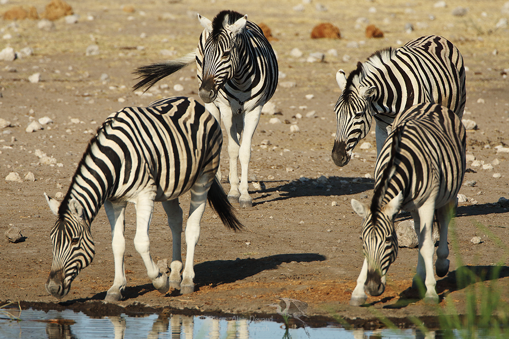 Zèbre des plaines - Equus burchellii - Plains zebra