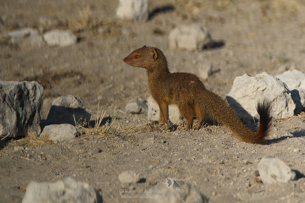 Mangouste rouge - Galerella sanguinea - Common slender mongoose