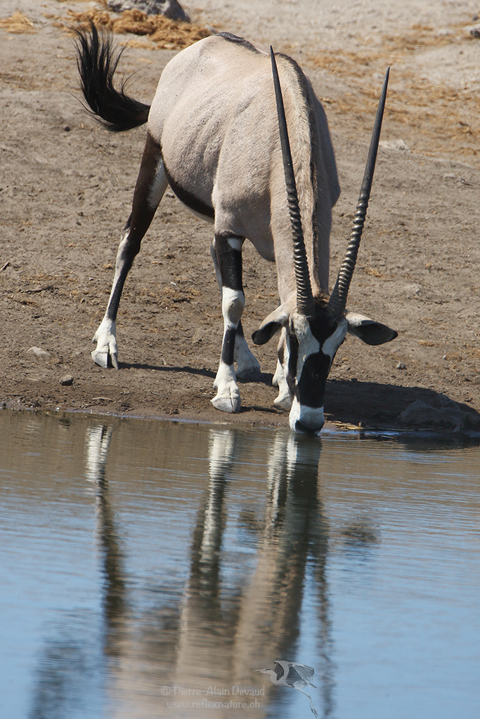 Oryx gazelle - Oryx gazella - Gemsbok