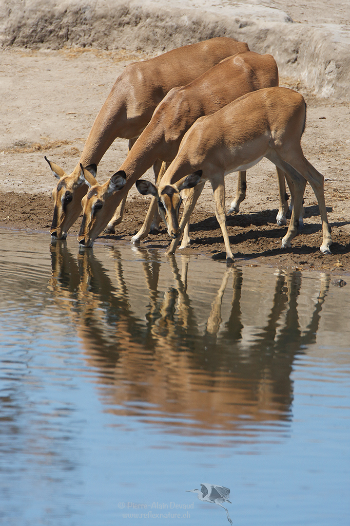 Impala - Aepyceros melampus – Impala