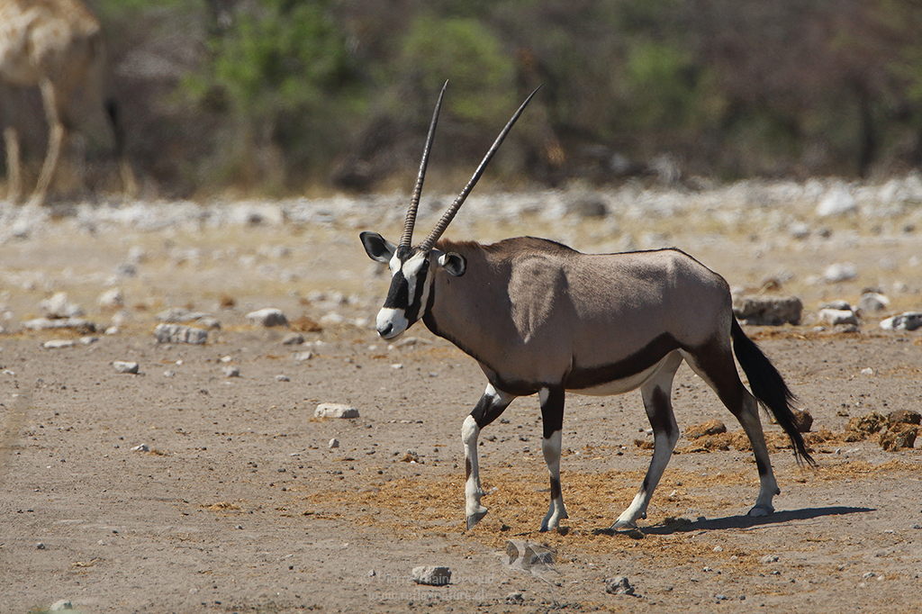Oryx gazelle - Oryx gazella - Gemsbok