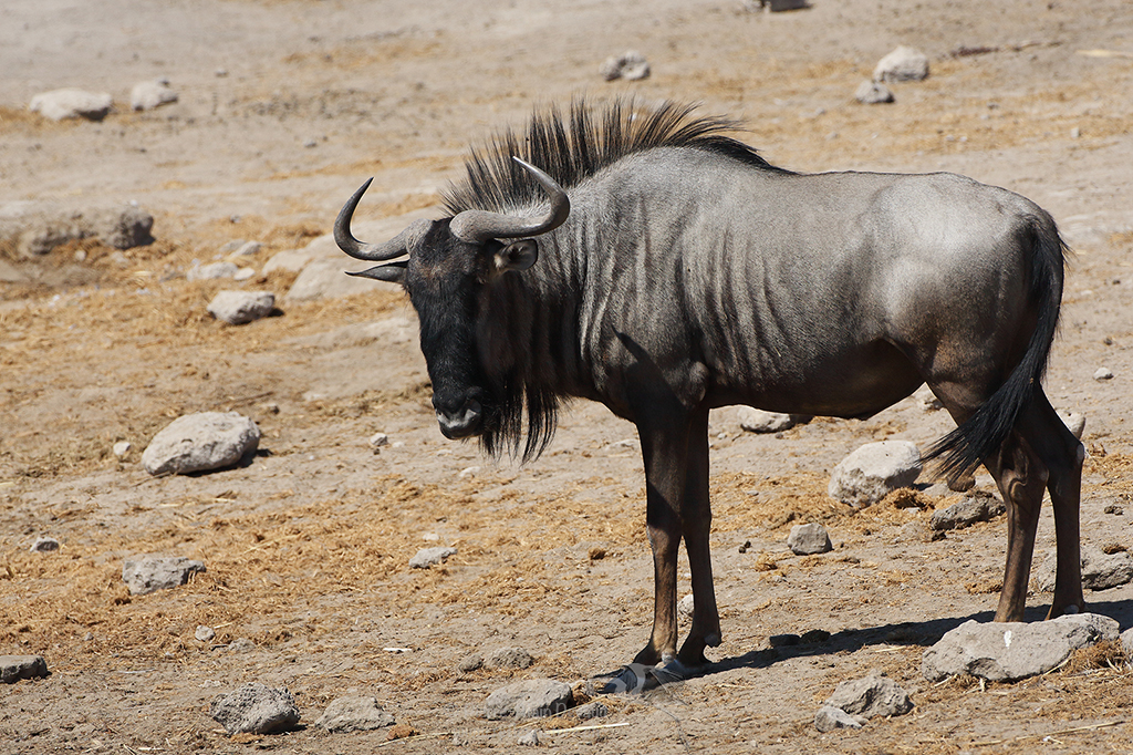 Buffle d'Afrique - Syncerus caffer - buffalo