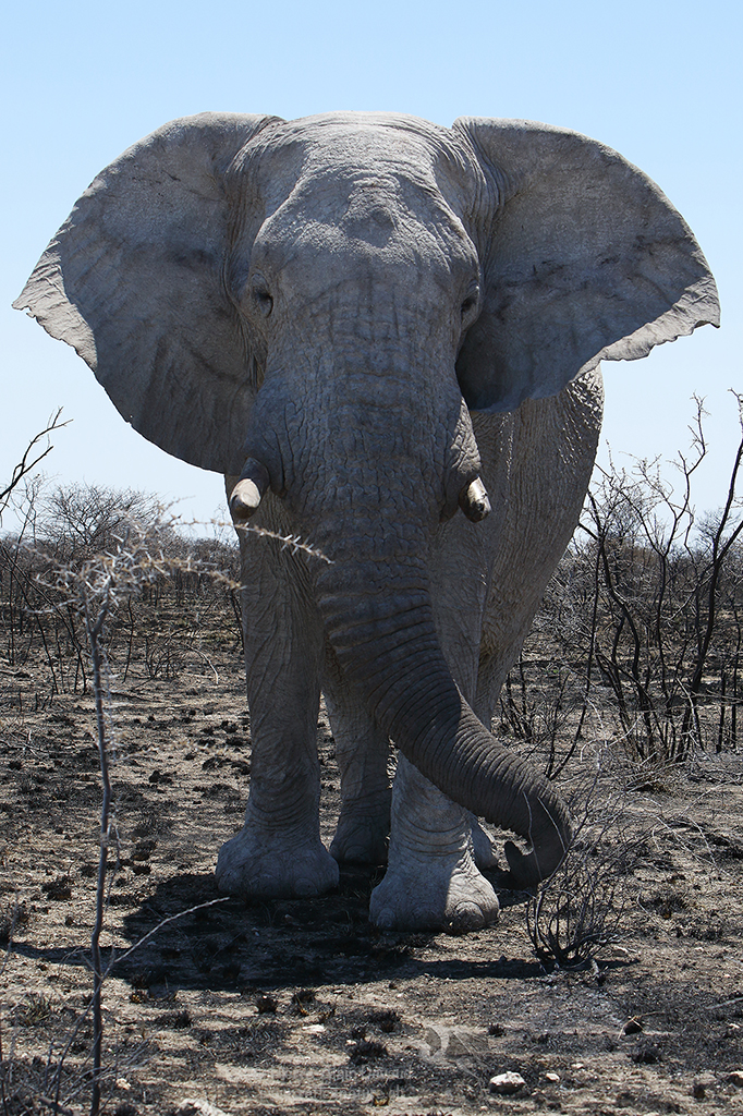 Eléphant d’Afrique, Loxodonta - African elephant