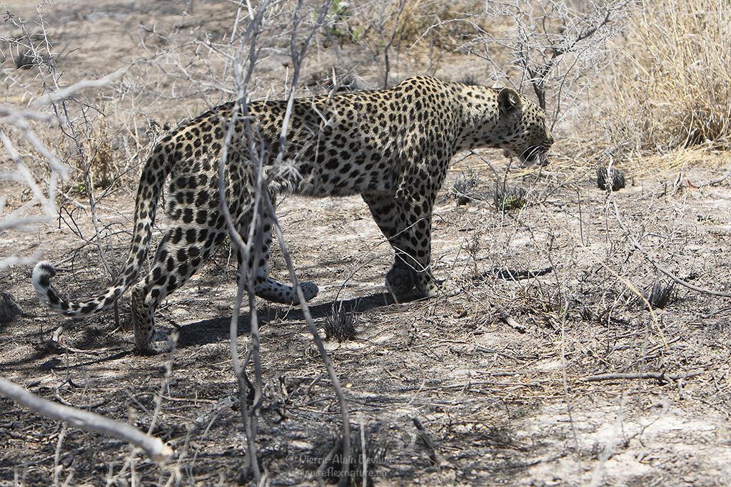 Léopard d'Afrique - Panthera pardus pardus - African leopard