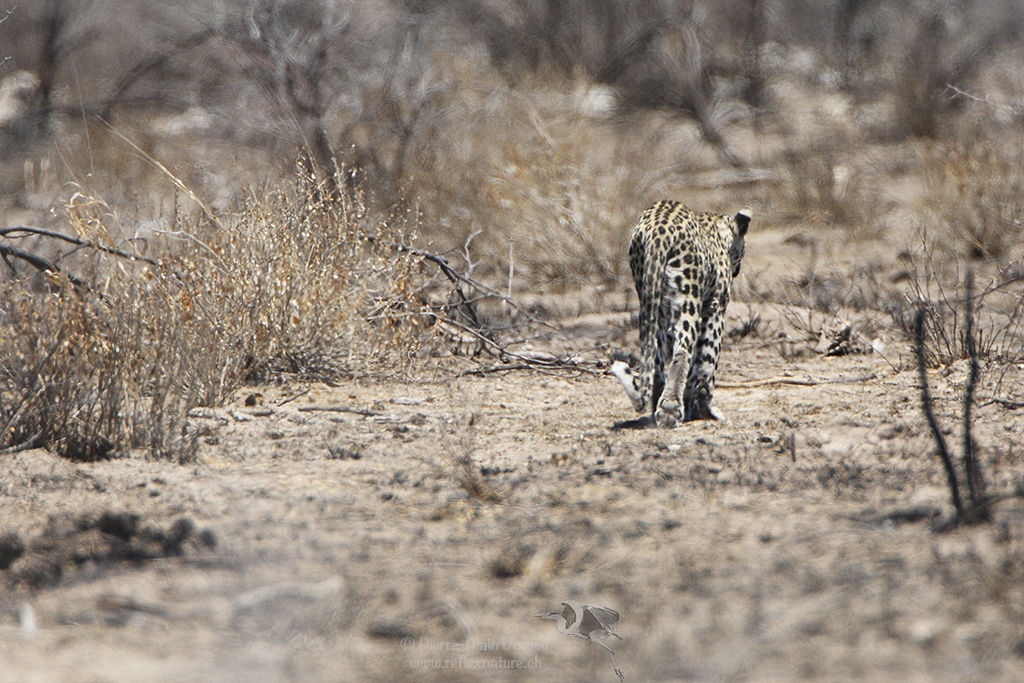Léopard d'Afrique - Panthera pardus pardus - African leopard