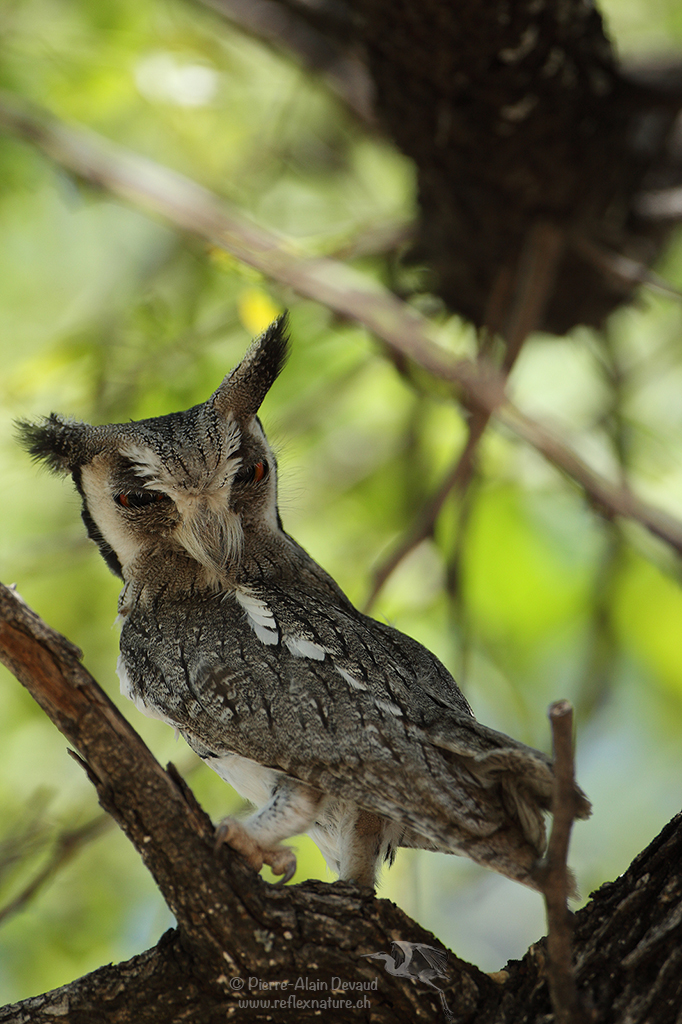 Petit-duc à face blanche - Ptilopsis leucotis - Northern white-faced owl
