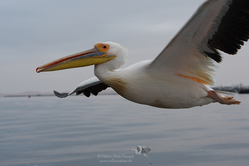 Pélican blanc - Pelecanus onocrotalus - Great white pelican