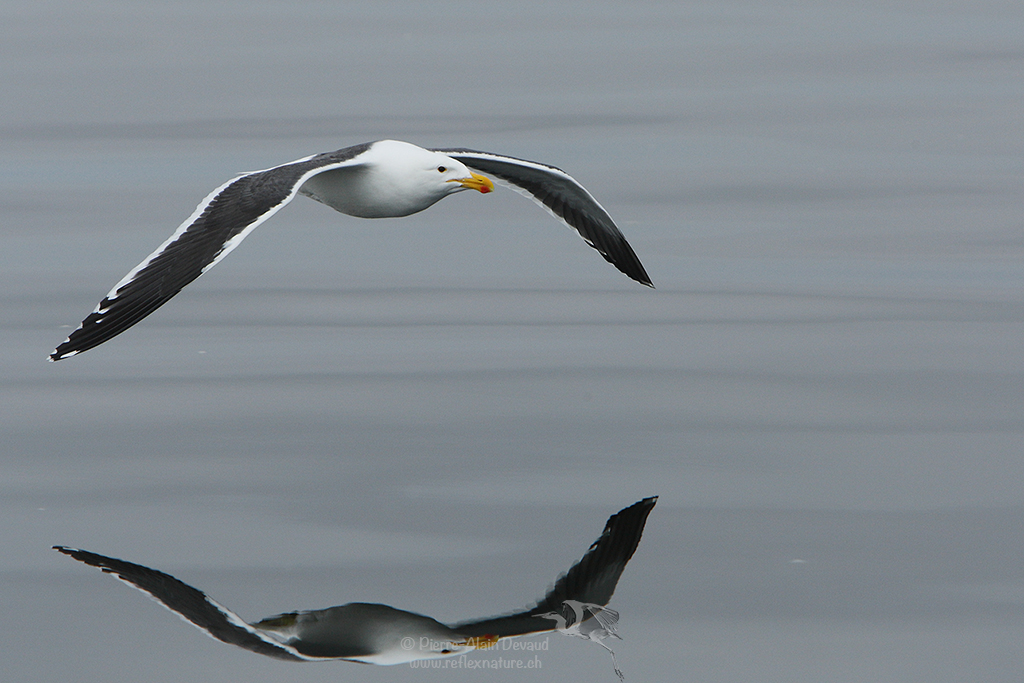 Goéland dominicain - Larus dominicanus - Kelp gull