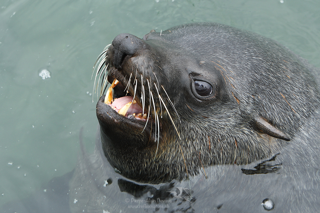 Otarie à fourrure d'Afrique du Sud - Arctocephalus pusillus - brown fur seal