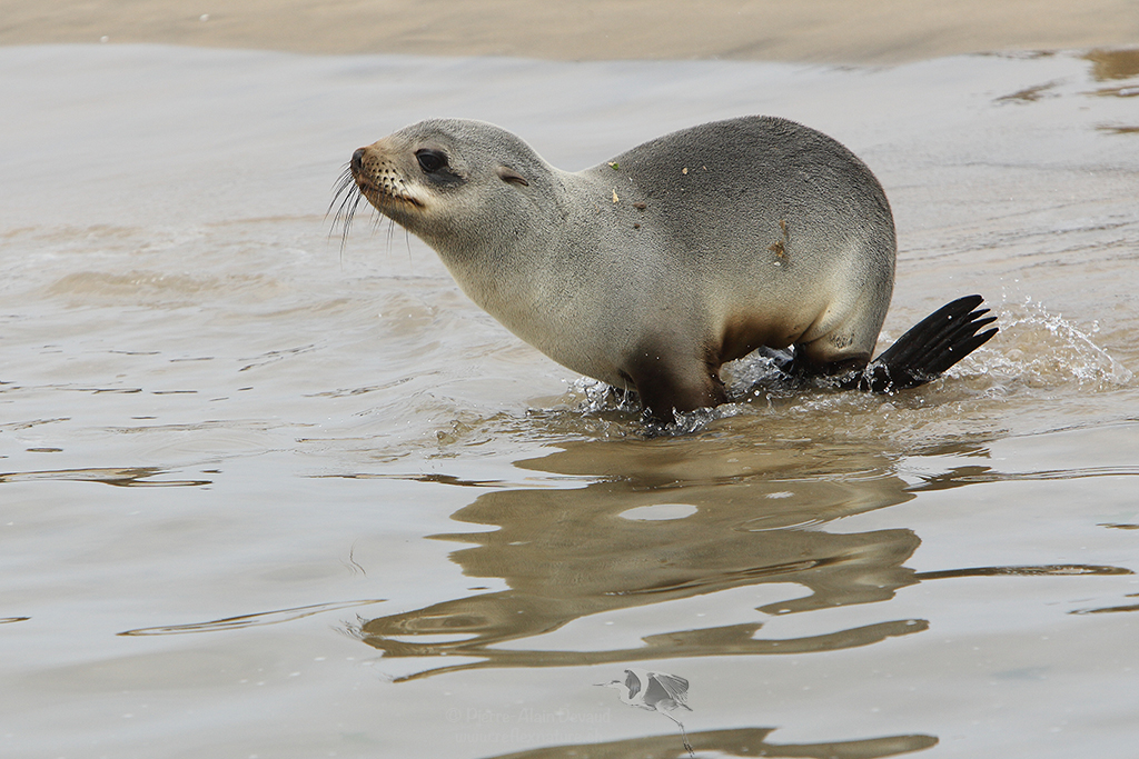 Otarie à fourrure d'Afrique du Sud - Arctocephalus pusillus - brown fur seal