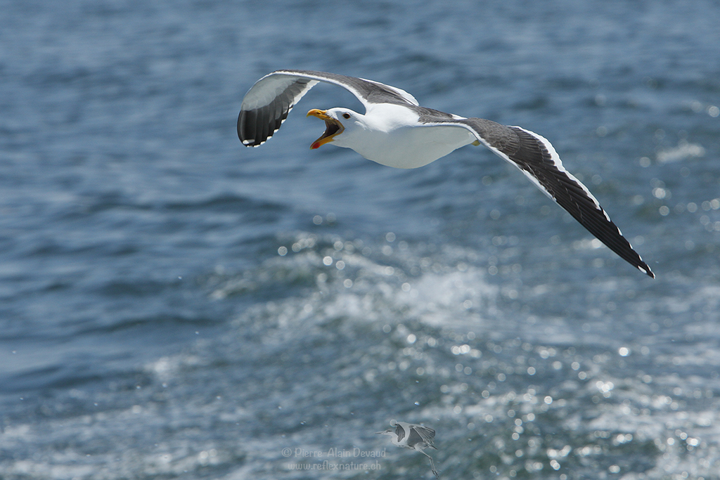 Goéland dominicain - Larus dominicanus - Kelp gull