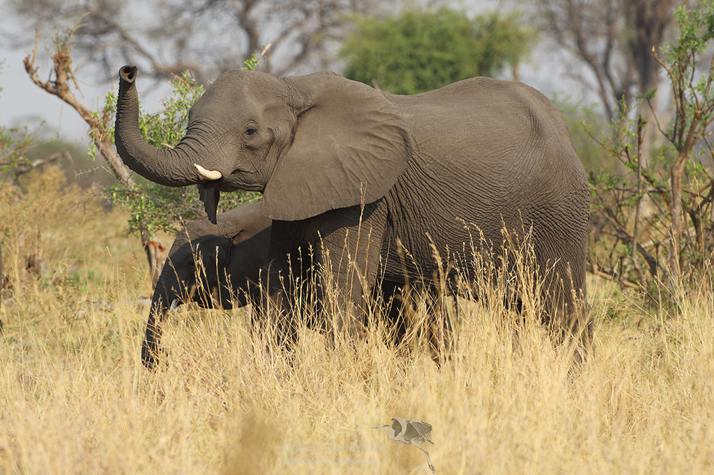 Eléphant d’Afrique, Loxodonta - African elephant