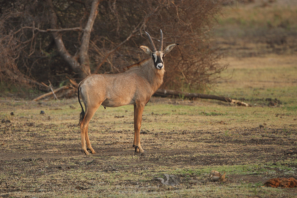 Antilope rouanne - hippotragus equinus - Roan