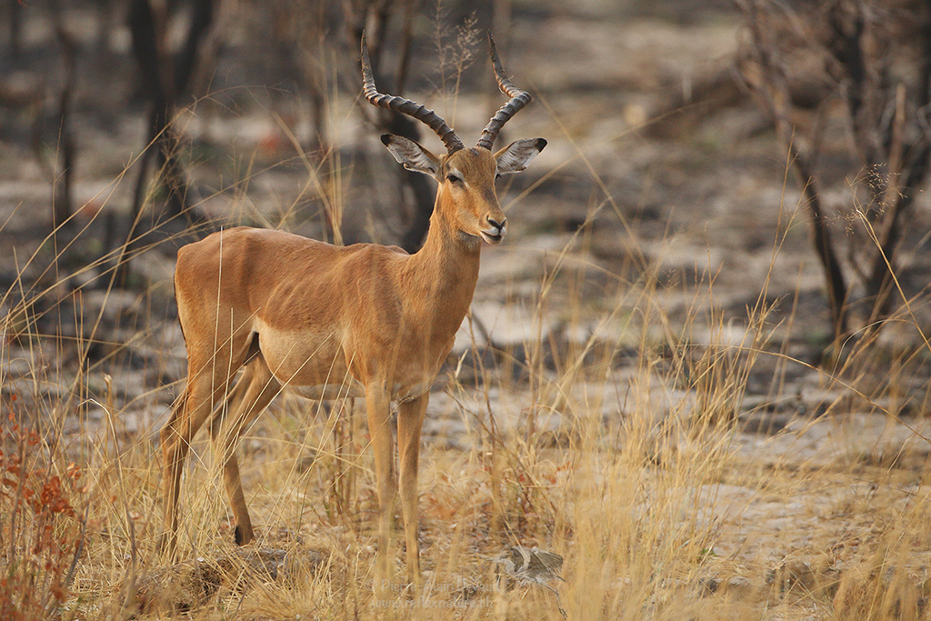 Impala - Aepyceros melampus – Impala