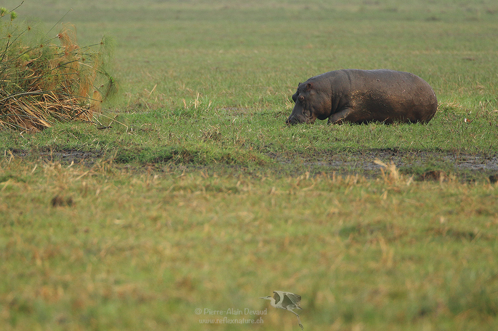 Hippopotame amphibie - Hippopotamus amphibius - Hippopotamus