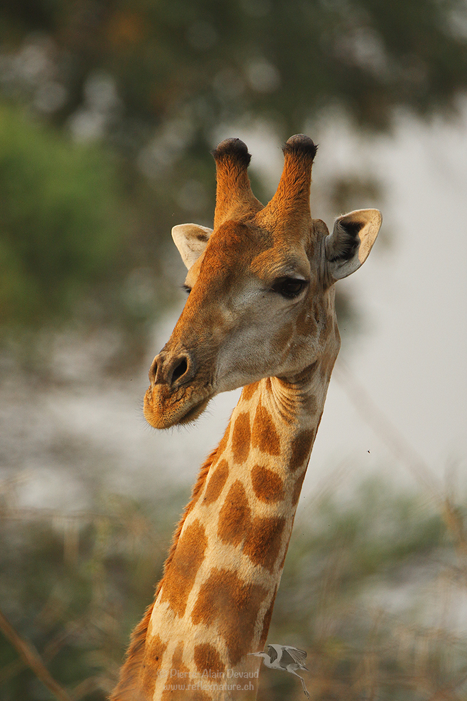 Girafe d'Angola - Giraffa camelopardalis angolensis - Angolan giraffe
