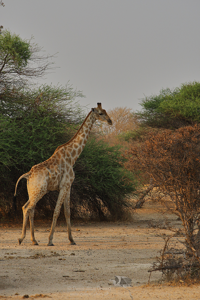 Girafe d'Angola - Giraffa camelopardalis angolensis - Angolan giraffe