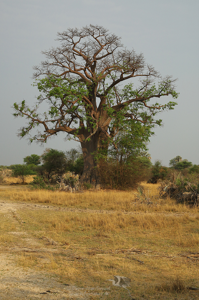 baobab africain - Adansonia digitata - African baobab