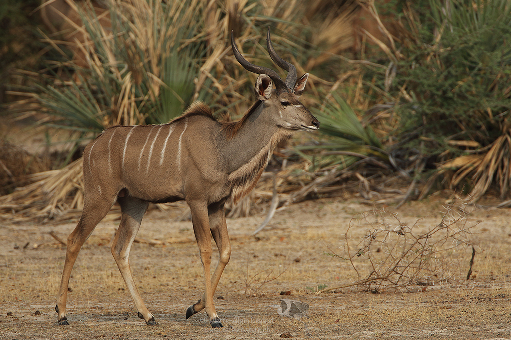 Koudou - Tragelaphus strepsiceros - Kudu