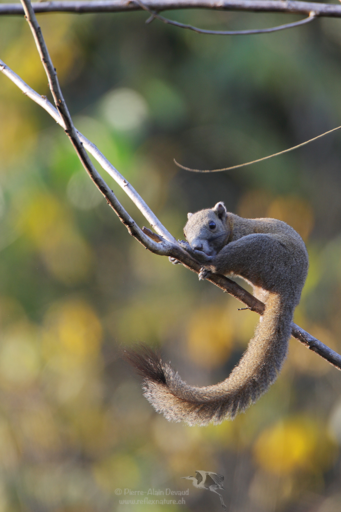 écureuil à ventre gris - Callosciurus caniceps - Grey-bellied squirrel (Parc national de Kaeng Krachan)