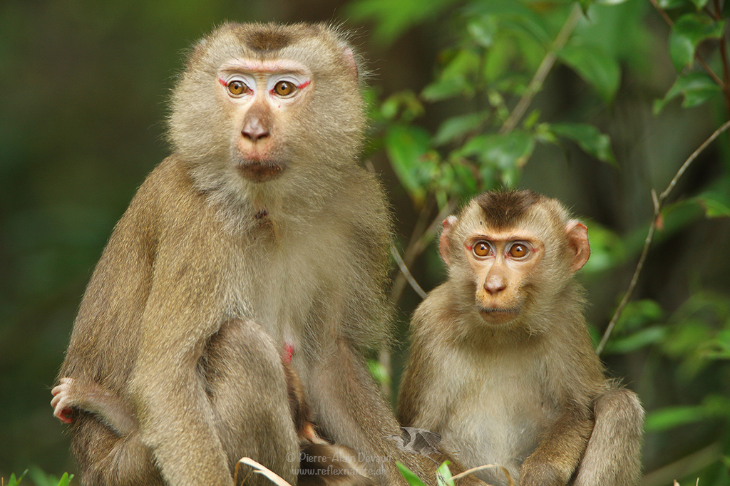 Macaque à queue de cochon du Nord - Macaca leonina - Northern pig-tailed macaque - ลิงกังเหนือ
