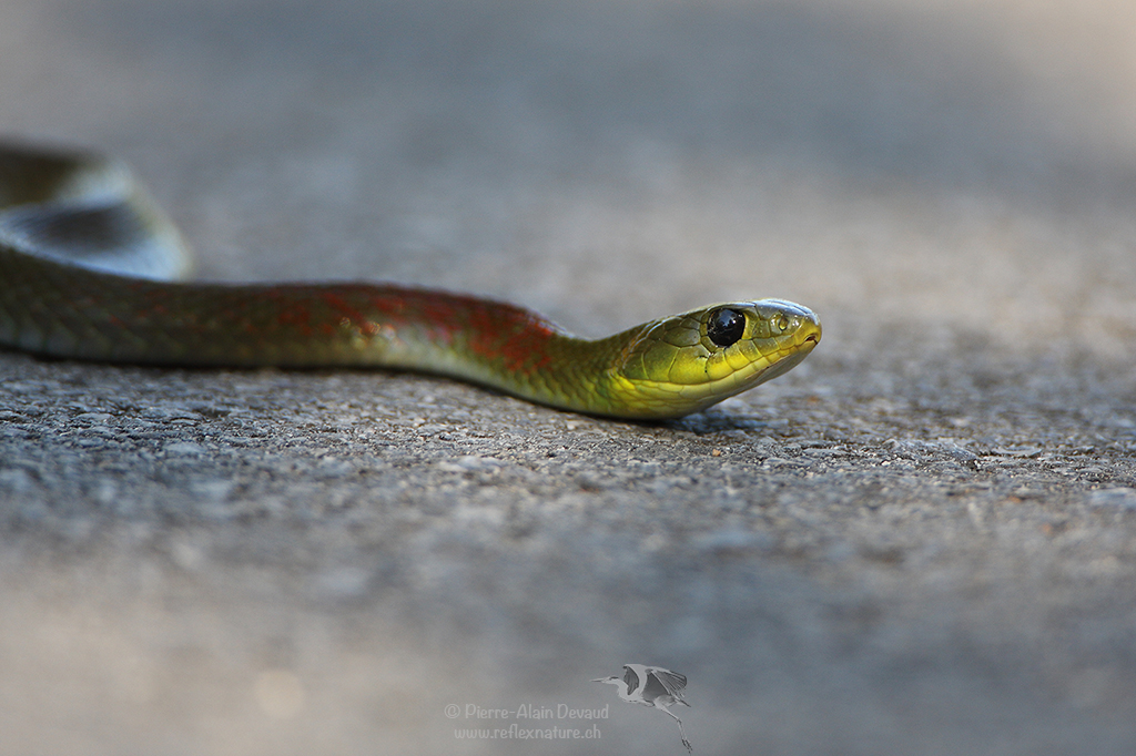 serpent à col rouge - Rhabdophis subminiatus - red-necked keelback snake- งูลายสาบคอแดง (espèce dangereuse)
