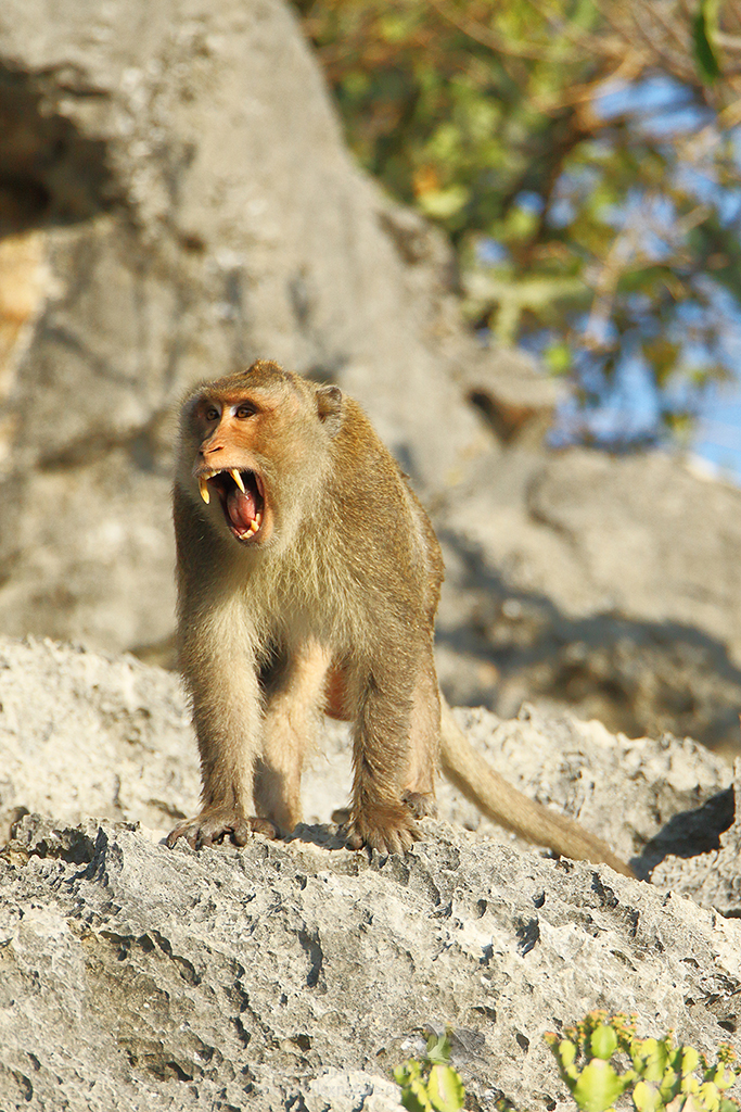 Macaque crabier (Macaque à longue queue) - Macaca fascicularis - Crab-eating macaque - ลิงแสม