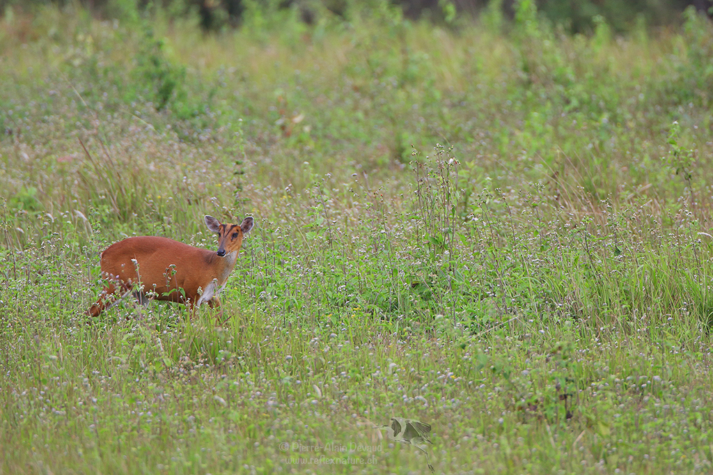 Cerf aboyeur - Muntiacus muntjak - Southern red muntjac - เก้งธรรมดา (Parc national de Khao Yai)