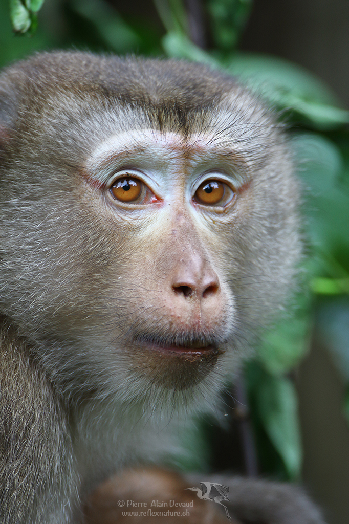 Macaque à queue de cochon du Nord - Macaca leonina - Northern pig-tailed macaque - ลิงกังเหนือ