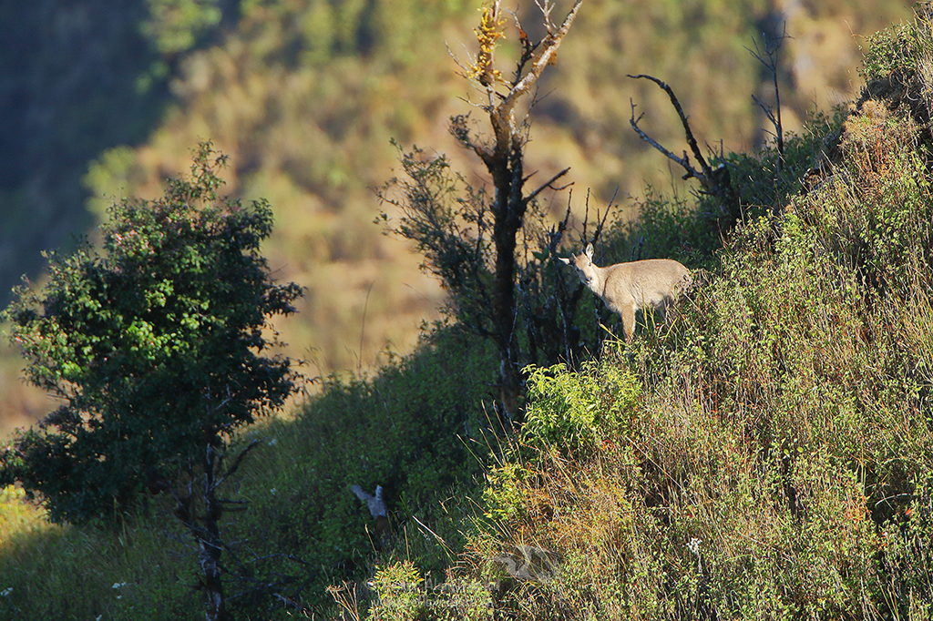 Goral gris ou goral chinois - Nemorhaedus griseus - Chinese goral - กวางผาจีน (Parc national de Doi Inthanon)