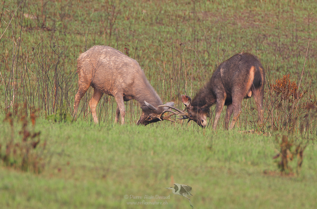 Sambar - Cervus unicolor, Rusa unicolor - Sambar deer - กวางป่า (Parc national de Khao Yai)