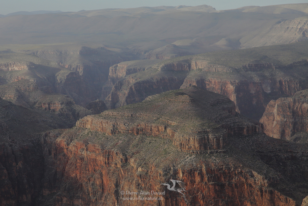 Grand Canyon / Arizona - USA