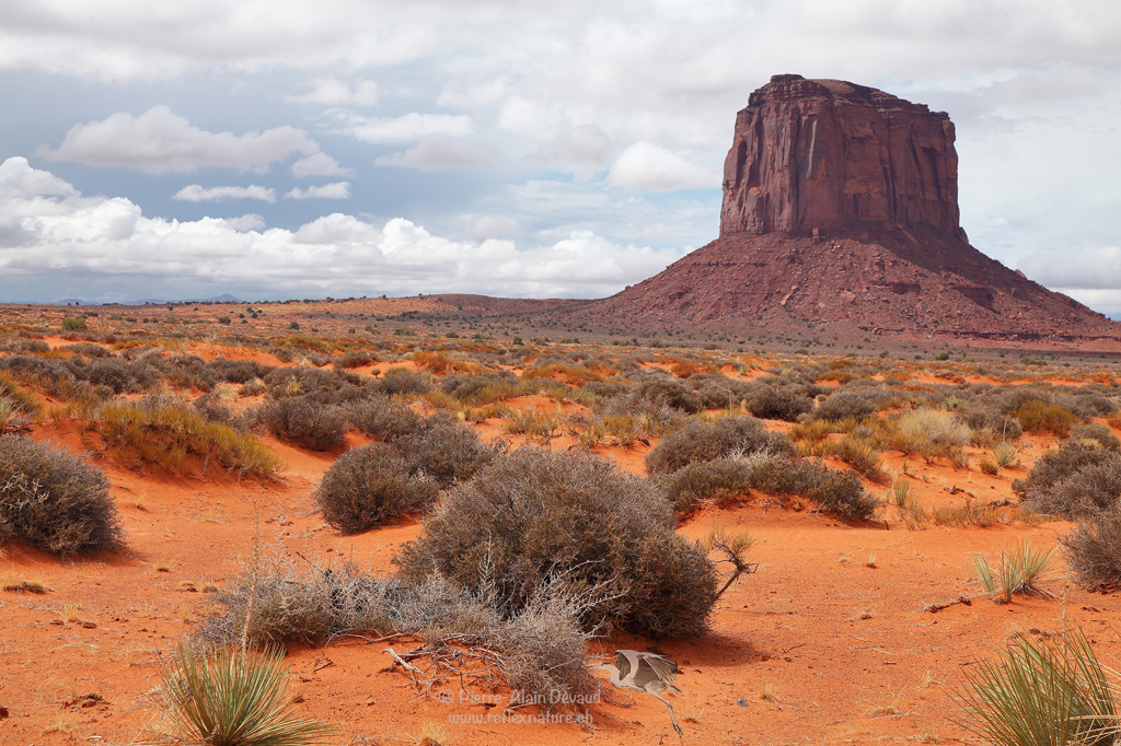 Elephant Butte / Monument Valley - USA