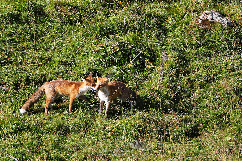 Renard roux - Vulpes vulpes - Red fox