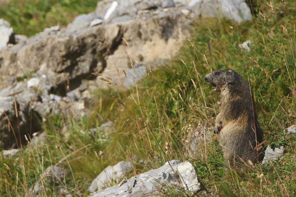 Marmotte des Alpes - Marmota marmota - Alpine marmot
