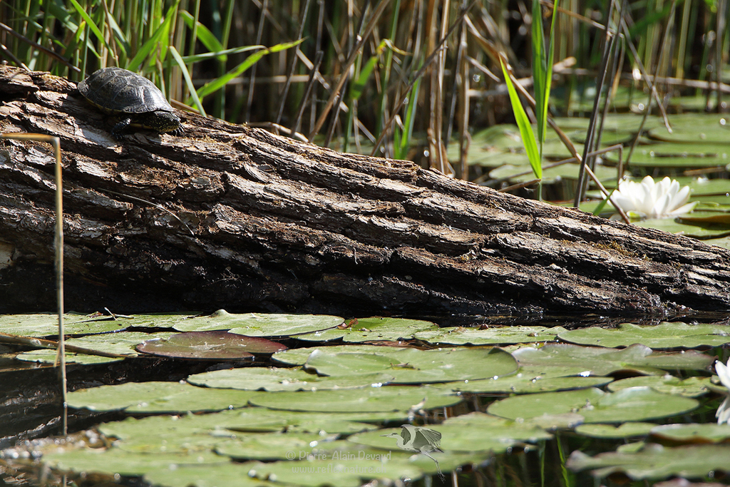Cistude - Emys orbicularis - European pond turtle