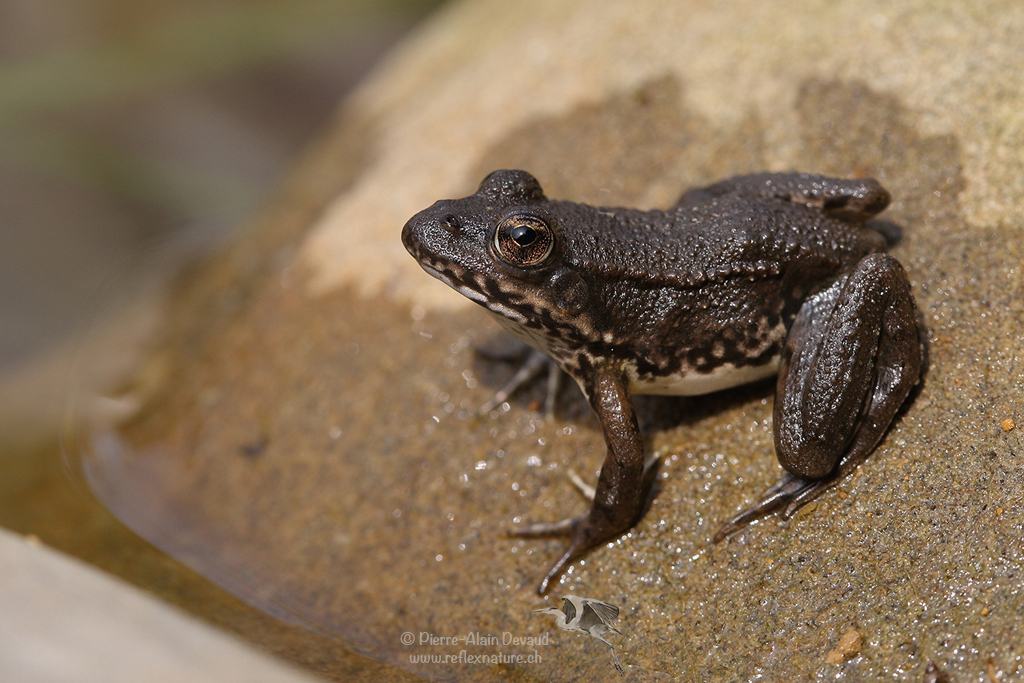 Petite grenouille verte - Pelophylax lessonae - Pool frog