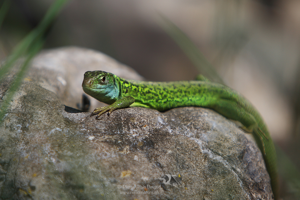 Lézard vert occidental - Lacerta bilineata - Western green lizard