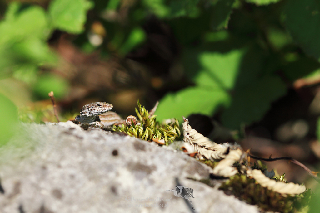 Lézard des murailles - Podarcis muralis - Common wall lizard