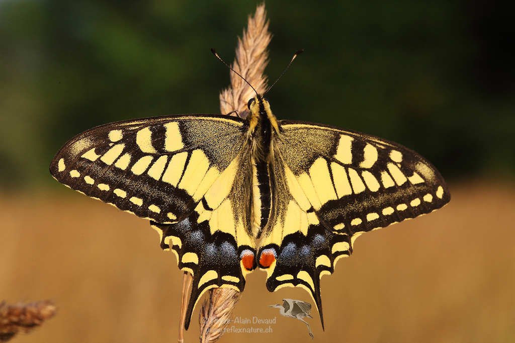 Machaon - Papilio machaon - Old World swallowtail